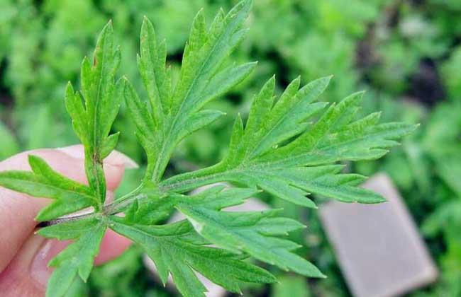 艾葉泡腳的功效與作用：長期用艾葉泡腳，身體會(huì)有哪些改變？